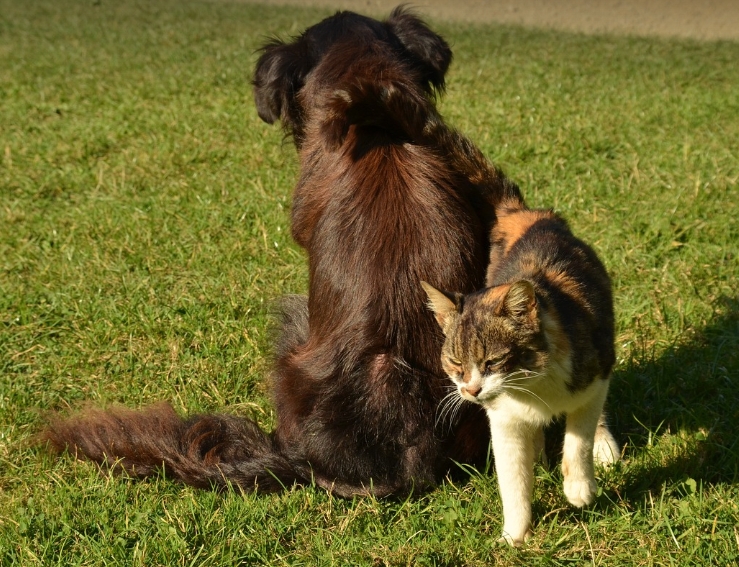 香港过关怎么带宠物猫